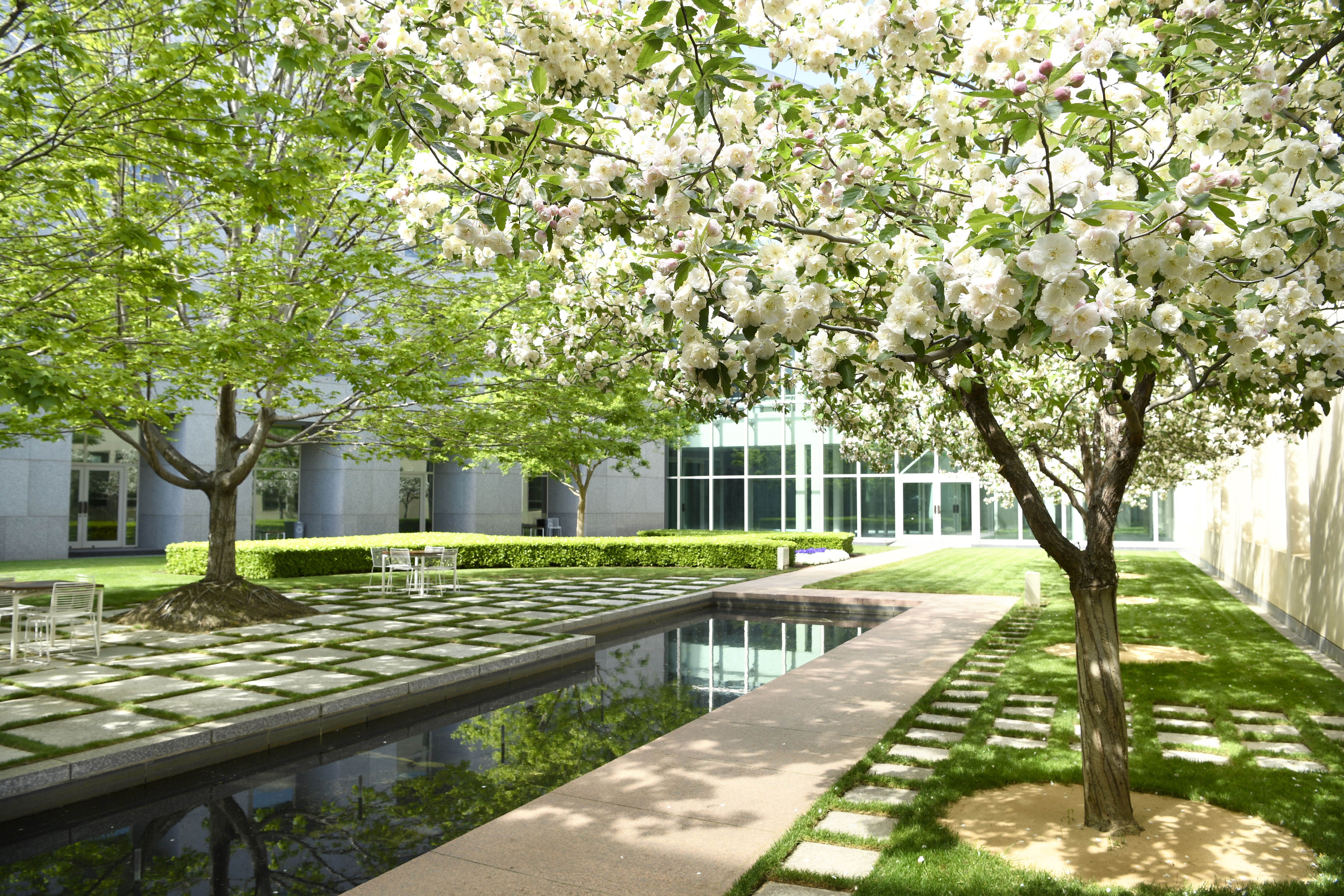 Garden with white tree flowers 